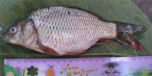 common carp fish. Common carp: Cyprinus carpio
