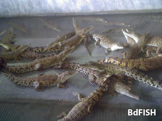 Young crocodiles in the tank