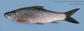 Labeo rohita BdFISH Feature