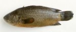 Climbing perch: Anabas testudineus – BdFISH Feature