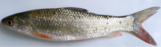 Mrigal carp: Cirrhinus cirrhosus