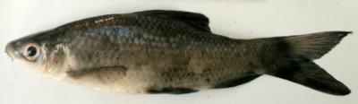 Black rohu: Labeo calbasu – BdFISH Feature
