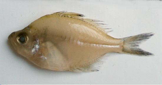 Common pony fish: Leiognathus equulus