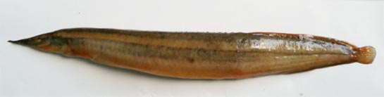 Spiny eel: Macrognathus aculeatus