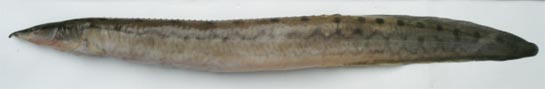Tire-track spiny eel: Mastacembelus armatus