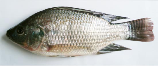 তেলাপিয়া, Tilapia, Oreochromis mossambicus (female)