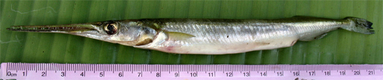 Freshwater Gar: Xenentodon cancila