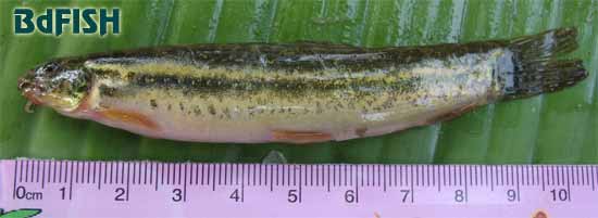 গুতুম, Guntea Loach: Lepidocephalichthys guntea