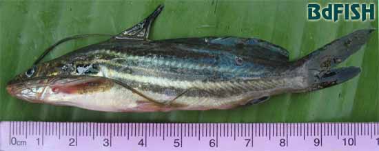 Striped Dwarf Catfish: Mystus vittatus