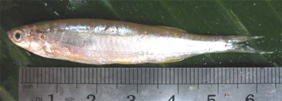 Large razorbelly minnow: Salmostoma bacaila