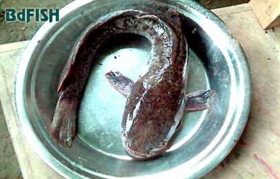African Catfish (Clarias gariepinus) 