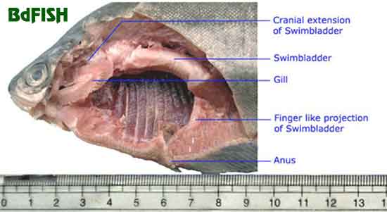 Dissected photo of Notopterus notopterus showing the air-breathing swimbladder