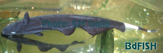 Black Ghost Knifefish, কাল ভুত ছুরি মাছ,  Apteronotus albifrons