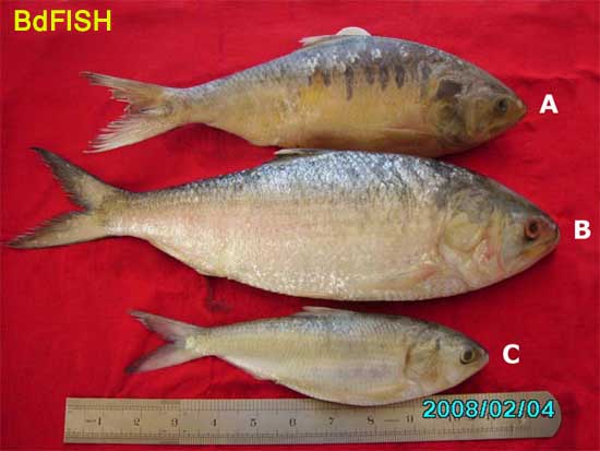 Photograph shows Spotted Ilish Tenualosa ilisha (Sri Lankan hilsa) [A], National fish of Bangladesh Hilsa ilisha (adult) [B] and Hilsa ilisha, Jatka (Juvenile) [C]