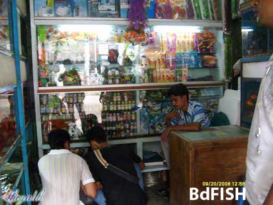 Aquarium Fisheries in Dhaka 2