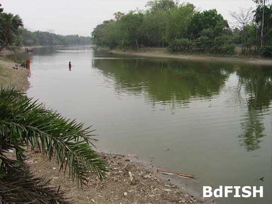 River Baral: now utilize for aquaculture in the dry season; Location: Chatmohar, Pabna