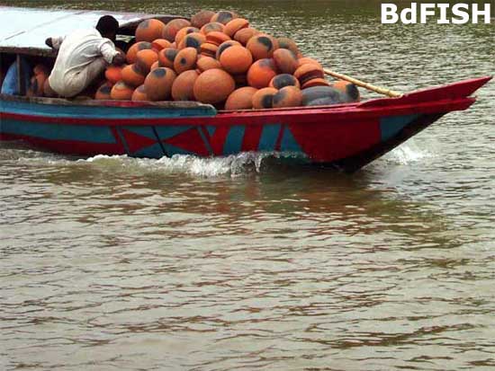 Transport and trade in Chalan beel; Location: River Gur, Singra, Natore