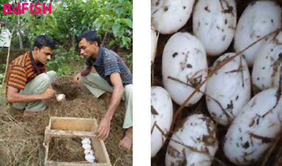 Left: Collection of eggs from nest and Right: Collected eggs of crocodile