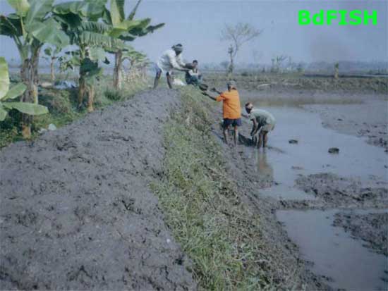 Preparation of nursery canal