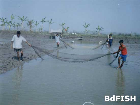 Netting for harvesting
