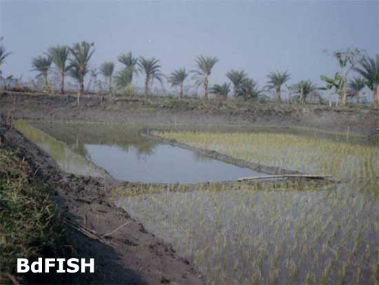 A culture plot for freshwater prawn farming