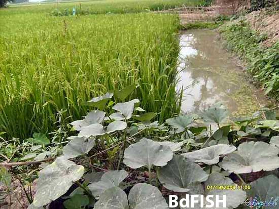 Rice-Fish-Vegetable culture