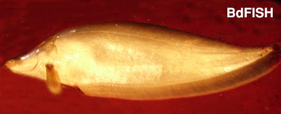 Notopterus chitala