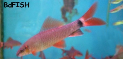 Aquarium Fishes of Bangladesh: Part-2 – BdFISH Feature