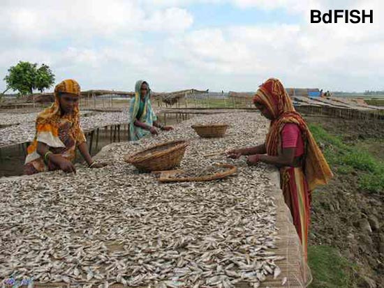 Sorting of dried fish