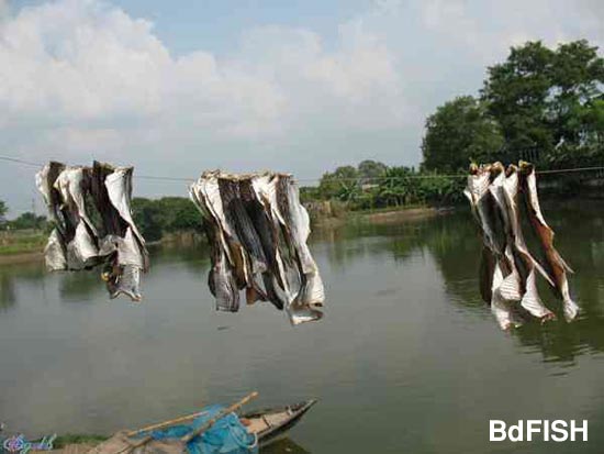 Drying of Silver carp