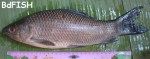 Twelve Endangered fishes of Bangladesh: Recorded from Chalan Beel ...