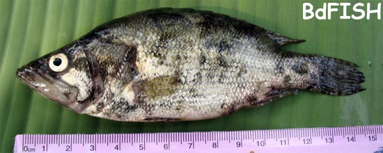 Meni or Bheda, Gangetic Leaffish, Nandus nandus