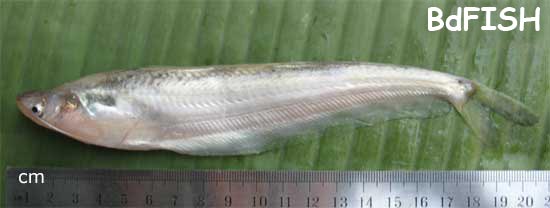 Butter Catfish: Ompok bimaculatus