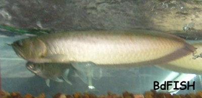 Aquarium Fishes of Bangladesh: Part-1 – BdFISH Feature