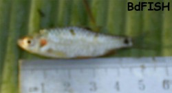 Spotfin swamp barb: Puntius sophore