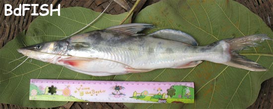 Ayre or Aor, Long-whiskered Catfish, Sperata aor