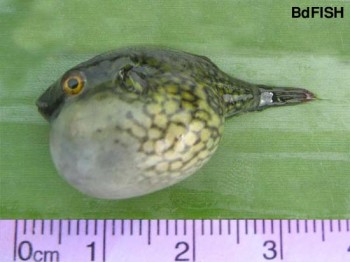 Puffer Fishes: A Common and an Old Threat in Bangladesh – BdFISH Feature