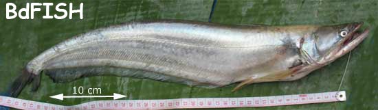 Wallago attu, one of the Vulnerable (VU) Freshwater Fishes of Bangladesh
