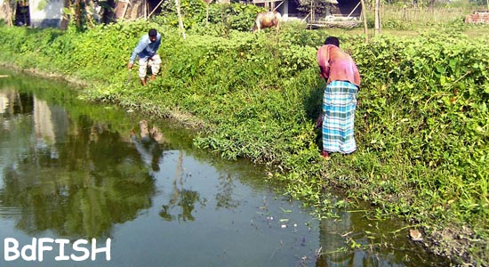Removal effort of aquatic vegetation 