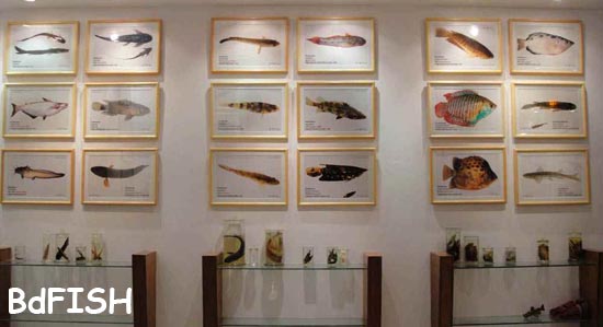 A gallery of Fish Museum and Biodiversity Center, BAU