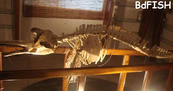 A skeleton in Fish Museum and Biodiversity Center, BAU