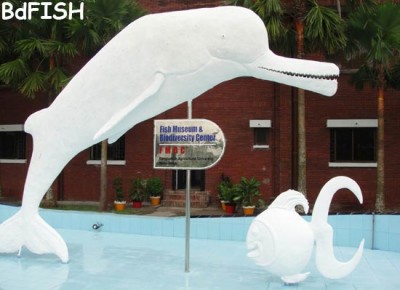 Institute Profile: Fish Museum and Biodiversity Center, BAU – BdFISH ...