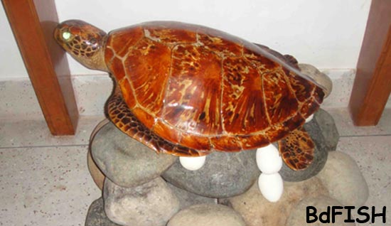 A turtle in Fish Museum and Biodiversity Center, BAU