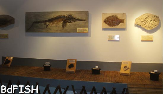 A gallery of ancient seas of Fish Museum and Biodiversity Center, BAU