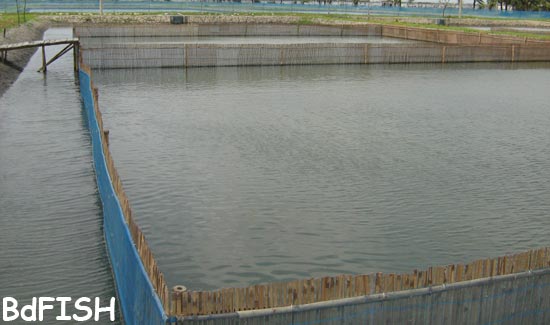 Dyke is protected with bamboo and net made fence in inner side 
