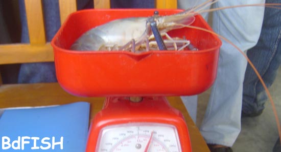 Weighing of harvested prawn