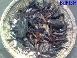 Sucker mouth cat fish: an ornamental as well as aquarium exotic fish in Bangladesh 