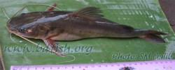 Menoda catfish: Hemibagrus menoda