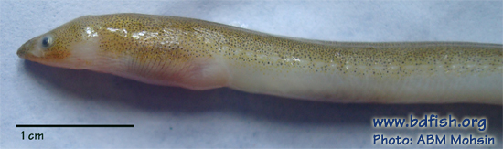 Longfin snake-eel: Pisodonophis cancrivorus