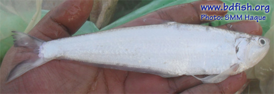 Gangetic hairfin anchovy: Setipinna phasa 